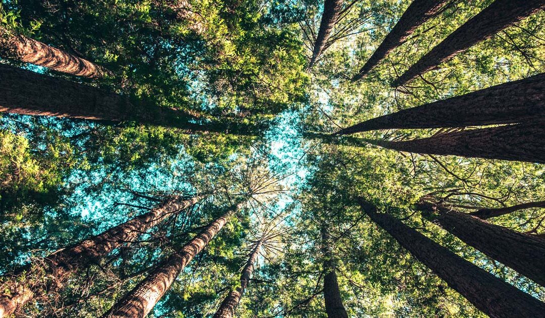 Escuta a voz da criação