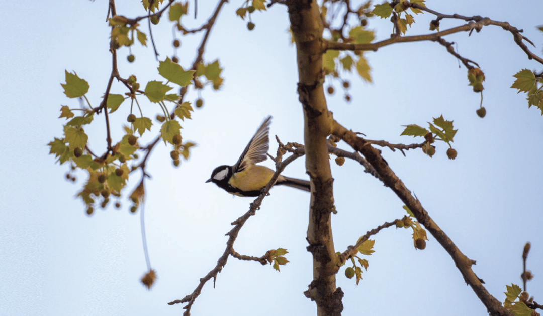 A Primavera da Páscoa
